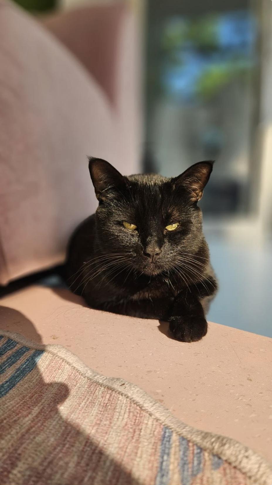 Coal, a Adopted American Shorthair in Vancouver, BC image 3/5