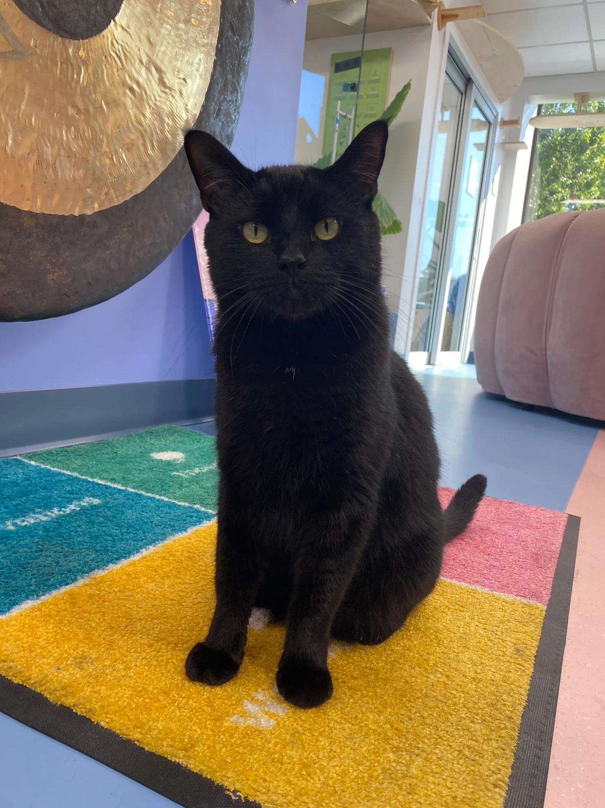 Coal, a Adopted American Shorthair in Vancouver, BC image 4/5