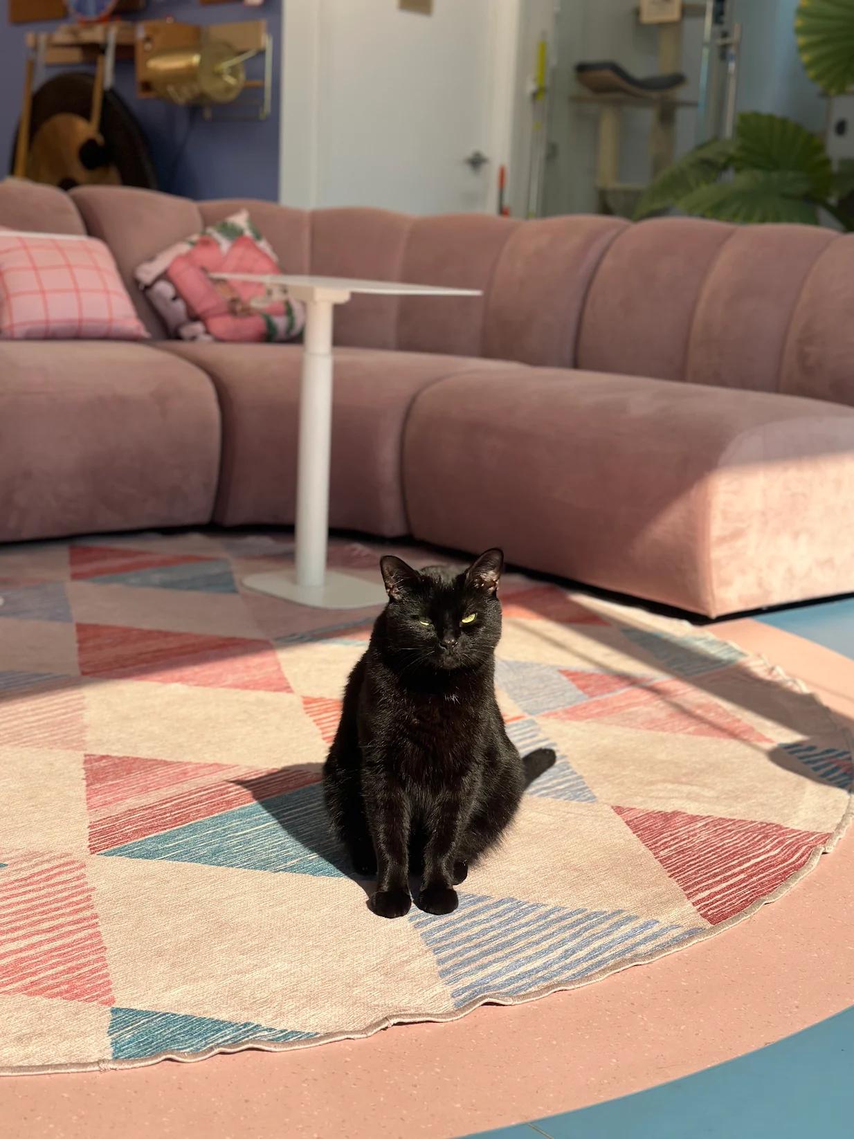 Coal, a Adopted American Shorthair in Vancouver, BC image 5/5