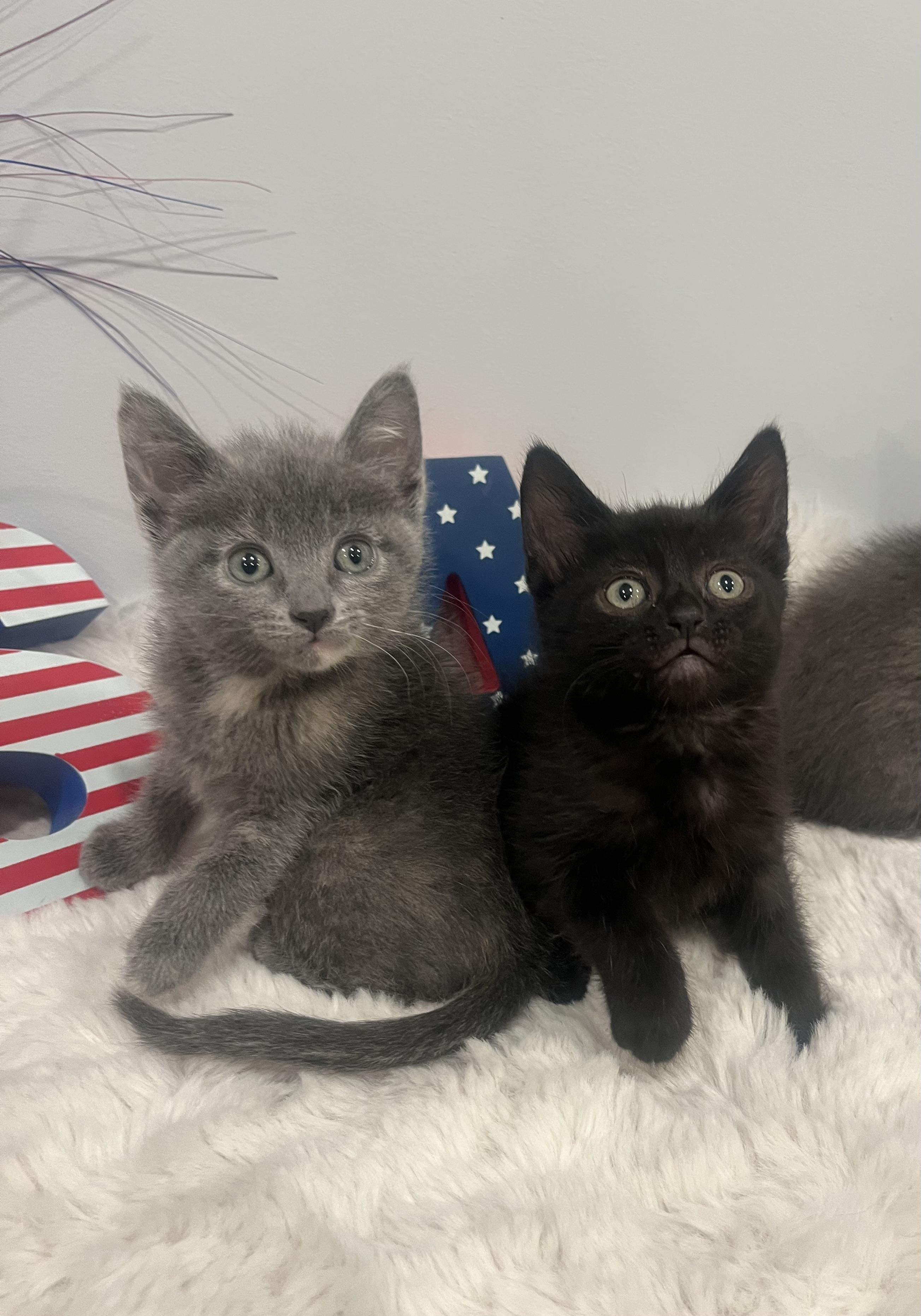 Enlarge Grant, a ADOPTABLE Domestic Short Hair in Chicago, IL image 1/5