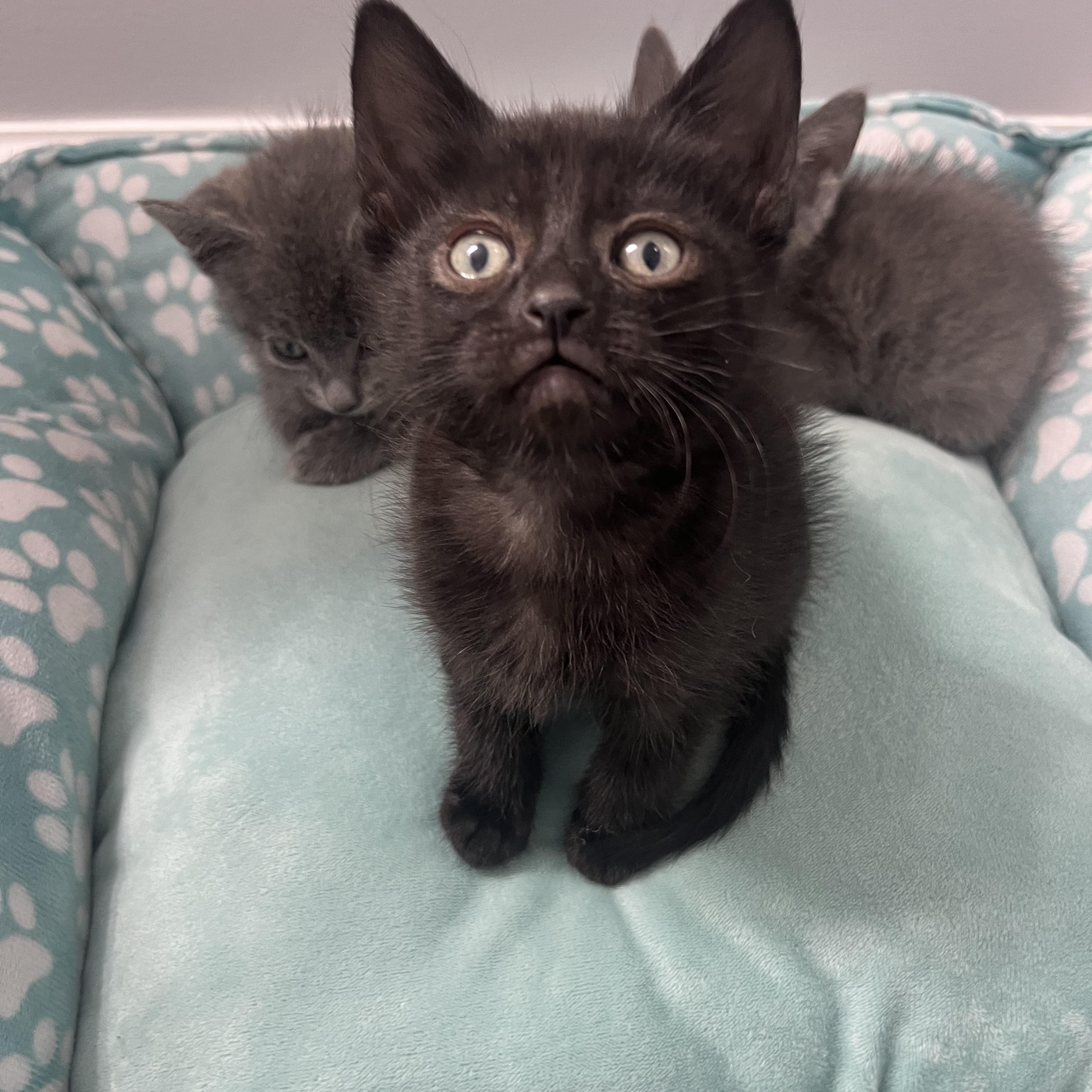 Enlarge Grant, a ADOPTABLE Domestic Short Hair in Chicago, IL image 2/5