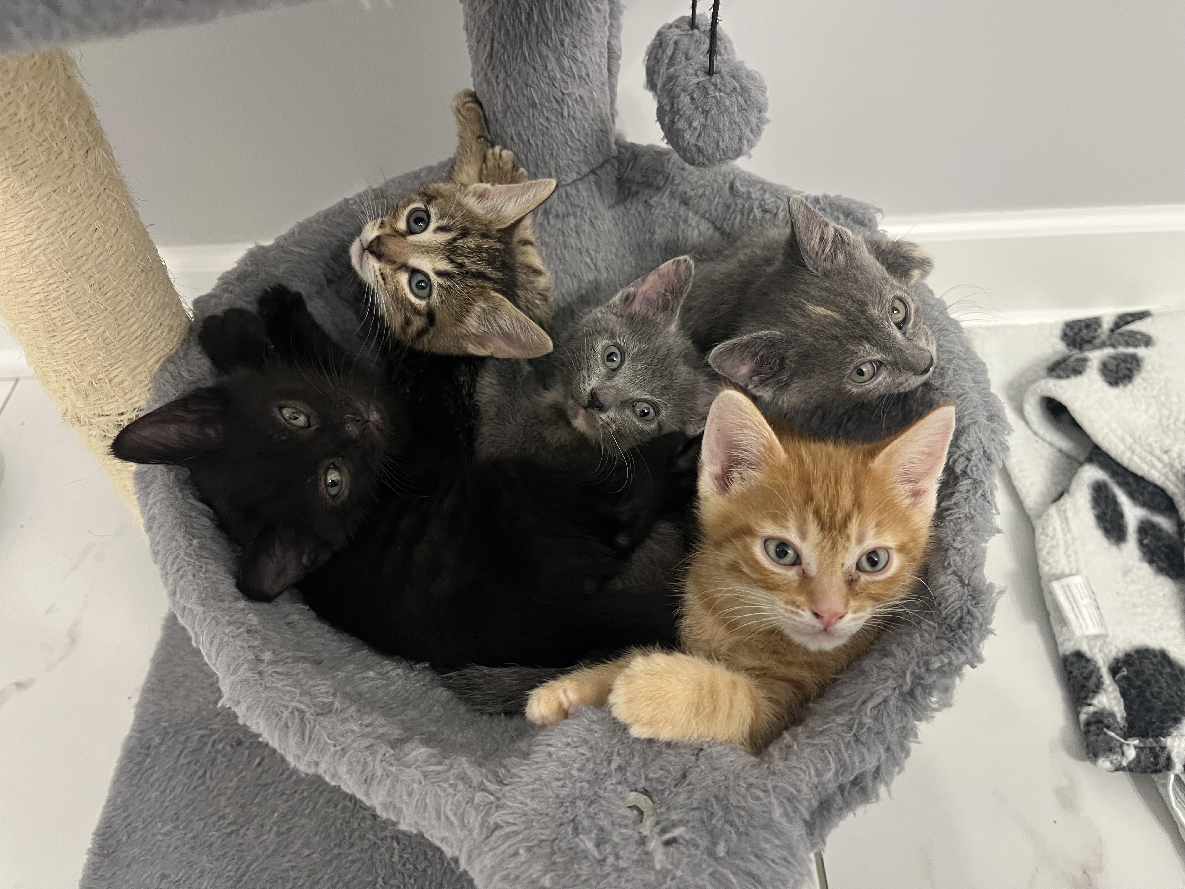 Enlarge Grant, a ADOPTABLE Domestic Short Hair in Chicago, IL image 4/5