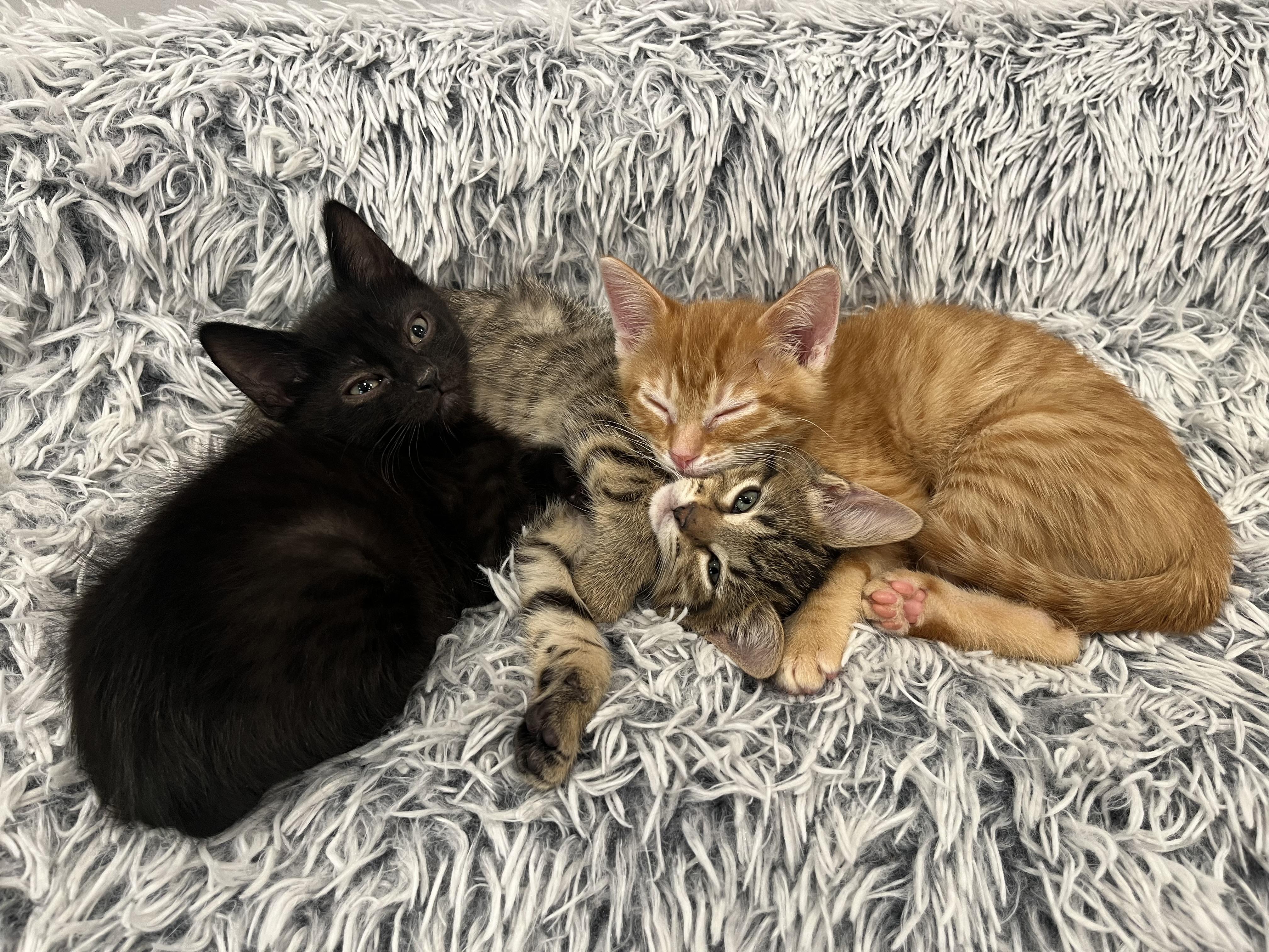 Enlarge Grant, a ADOPTABLE Domestic Short Hair in Chicago, IL image 5/5