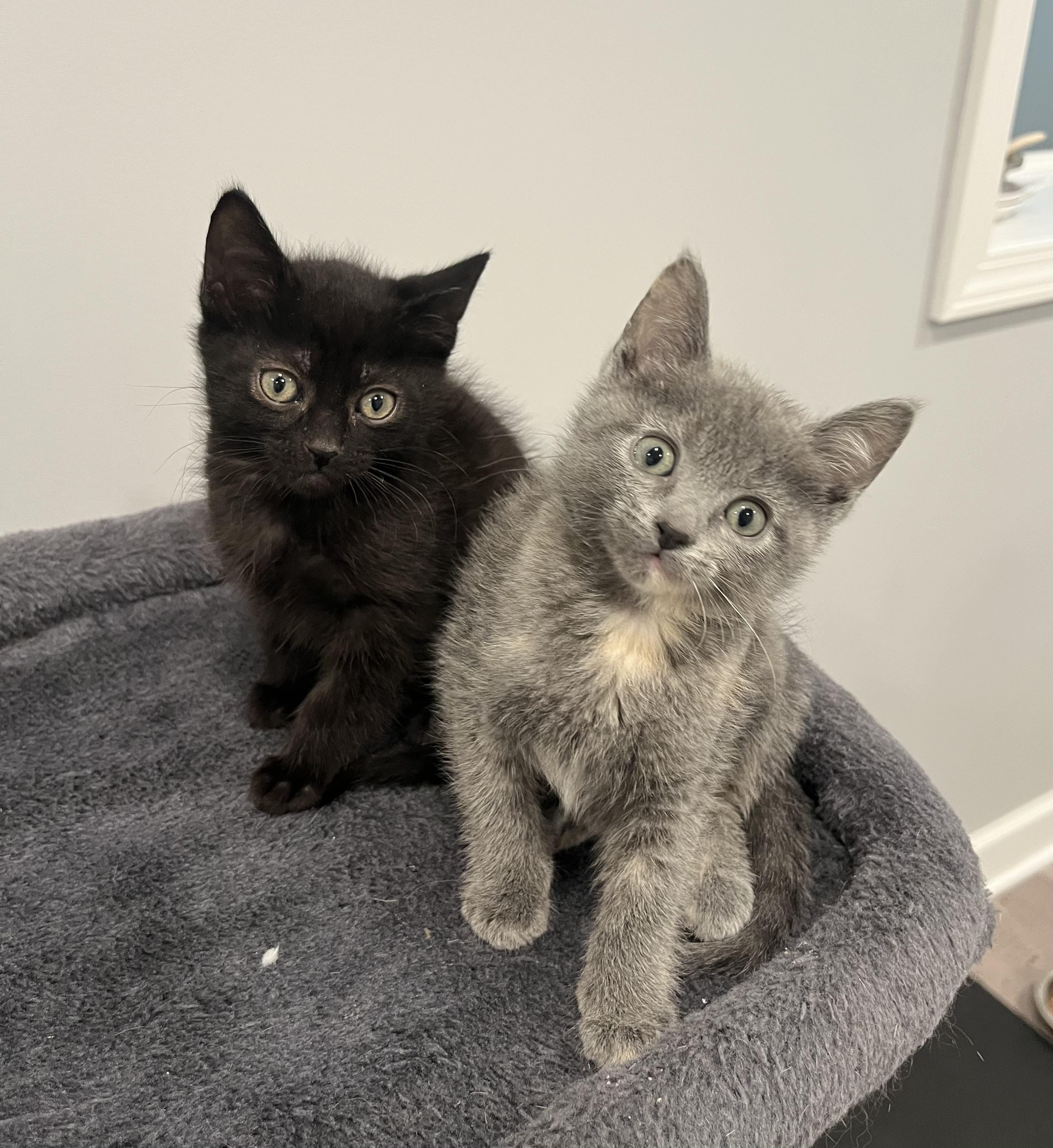 Enlarge Grant, a ADOPTABLE Domestic Short Hair in Chicago, IL image 3/5