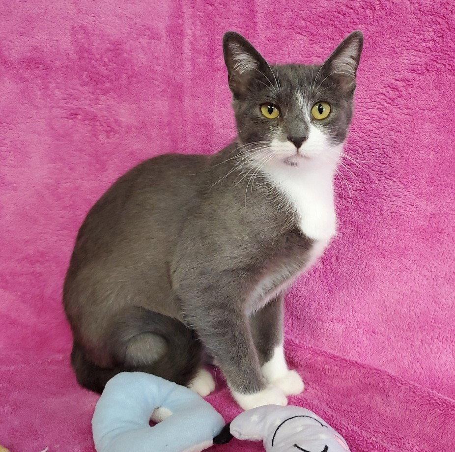 Enlarge Odette, a Adoptable Domestic Short Hair in Greenville, IL image 1/1