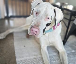 LILITH, adoptable, Adult Female Great Dane.