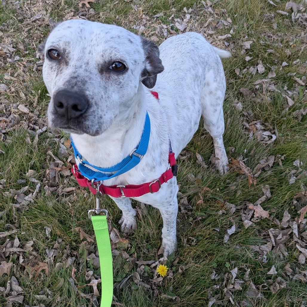 Clover, Adoptable, Young Female Australian Cattle Dog / Blue Heeler.