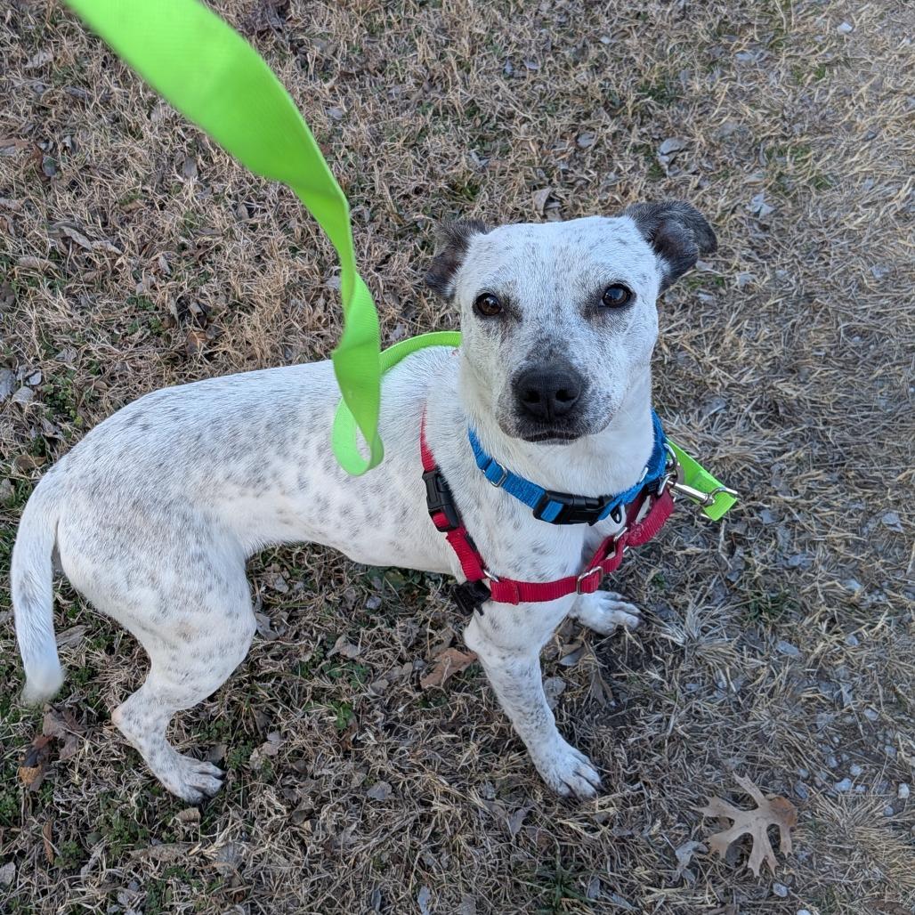 Clover, Adoptable, Young Female Australian Cattle Dog / Blue Heeler.