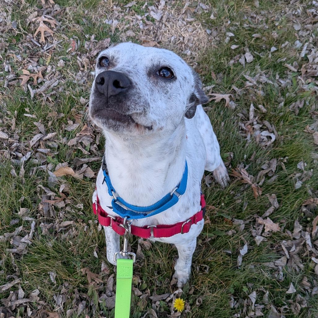 Clover, Adoptable, Young Female Australian Cattle Dog / Blue Heeler.