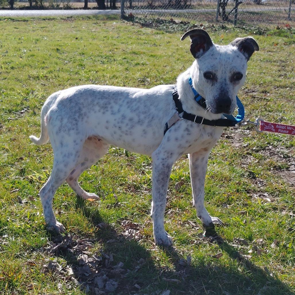 Clover, Adoptable, Young Female Australian Cattle Dog / Blue Heeler.