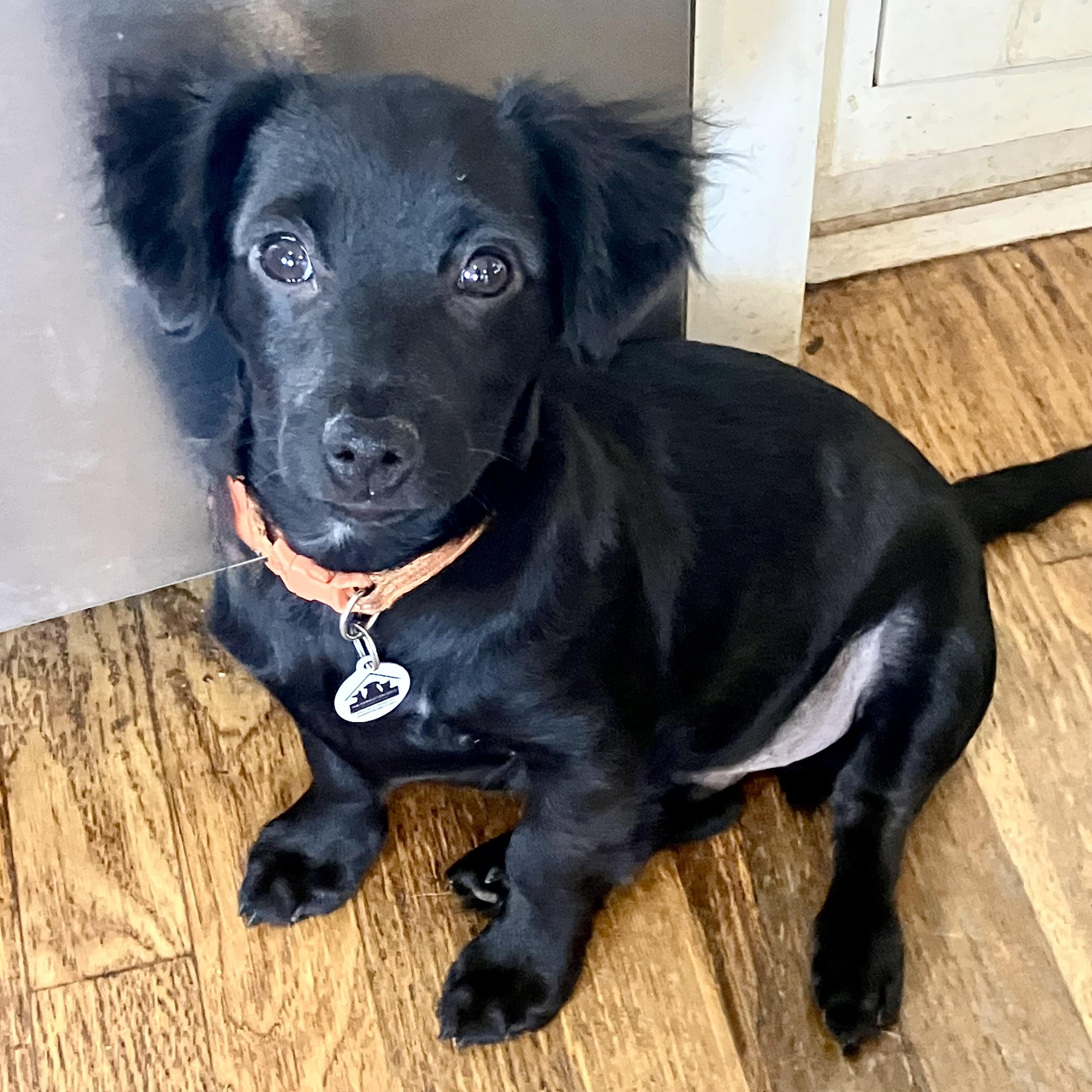 Enlarge Jasper, a ADOPTABLE mixed breed in Santa Monica, CA image 2/6