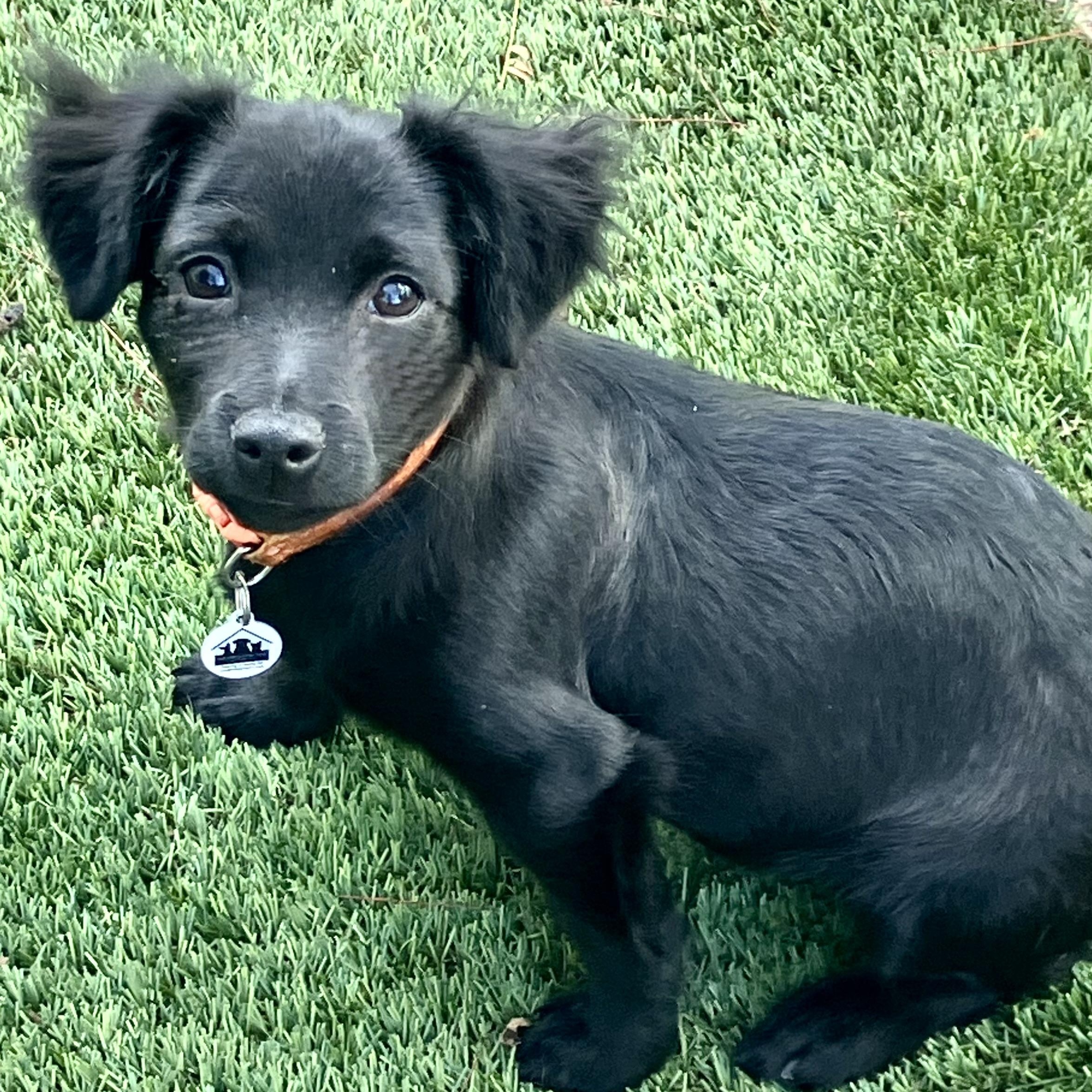 Enlarge Jasper, a ADOPTABLE mixed breed in Santa Monica, CA image 4/6