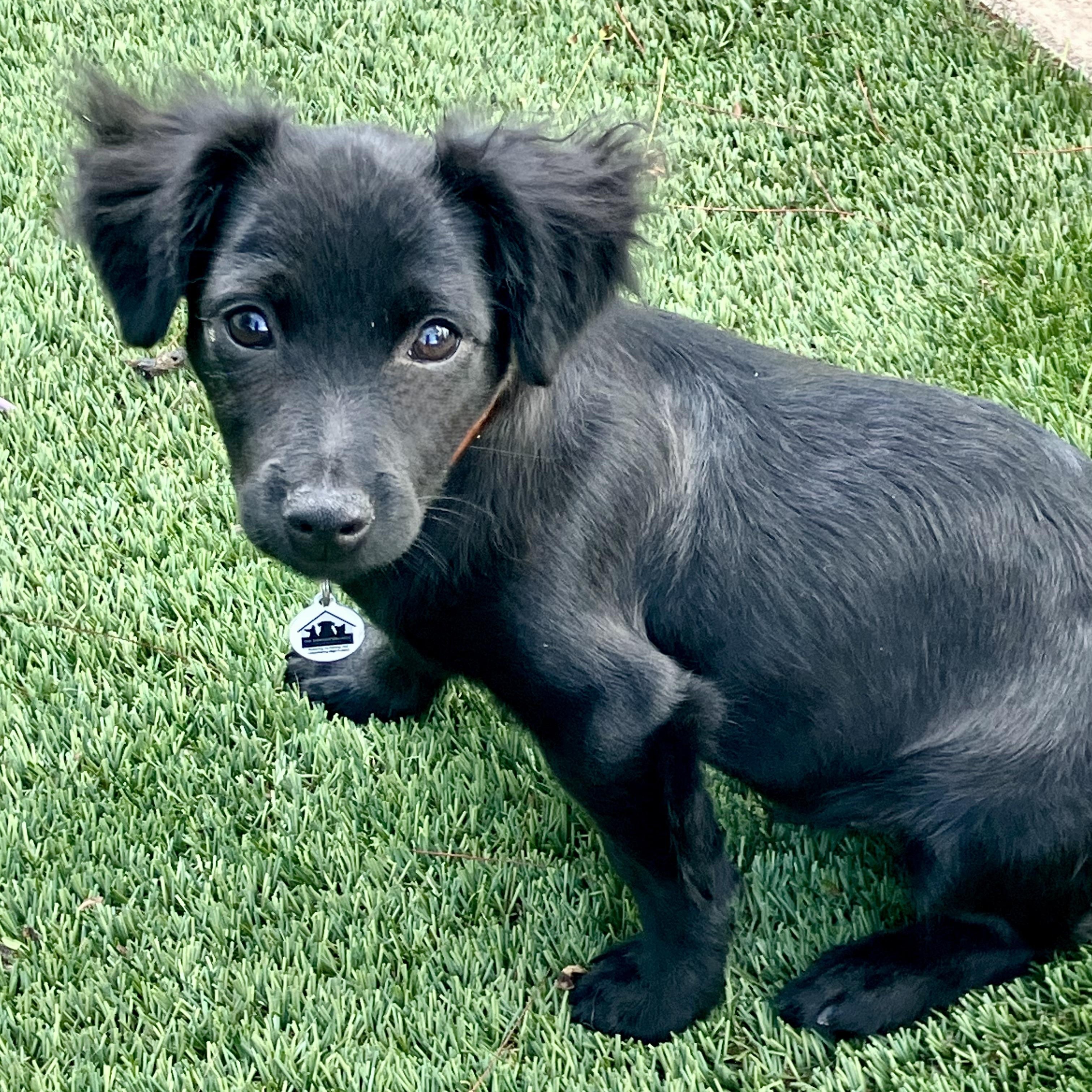 Jasper, ADOPTABLE, Puppy Male Spaniel & Chihuahua.
