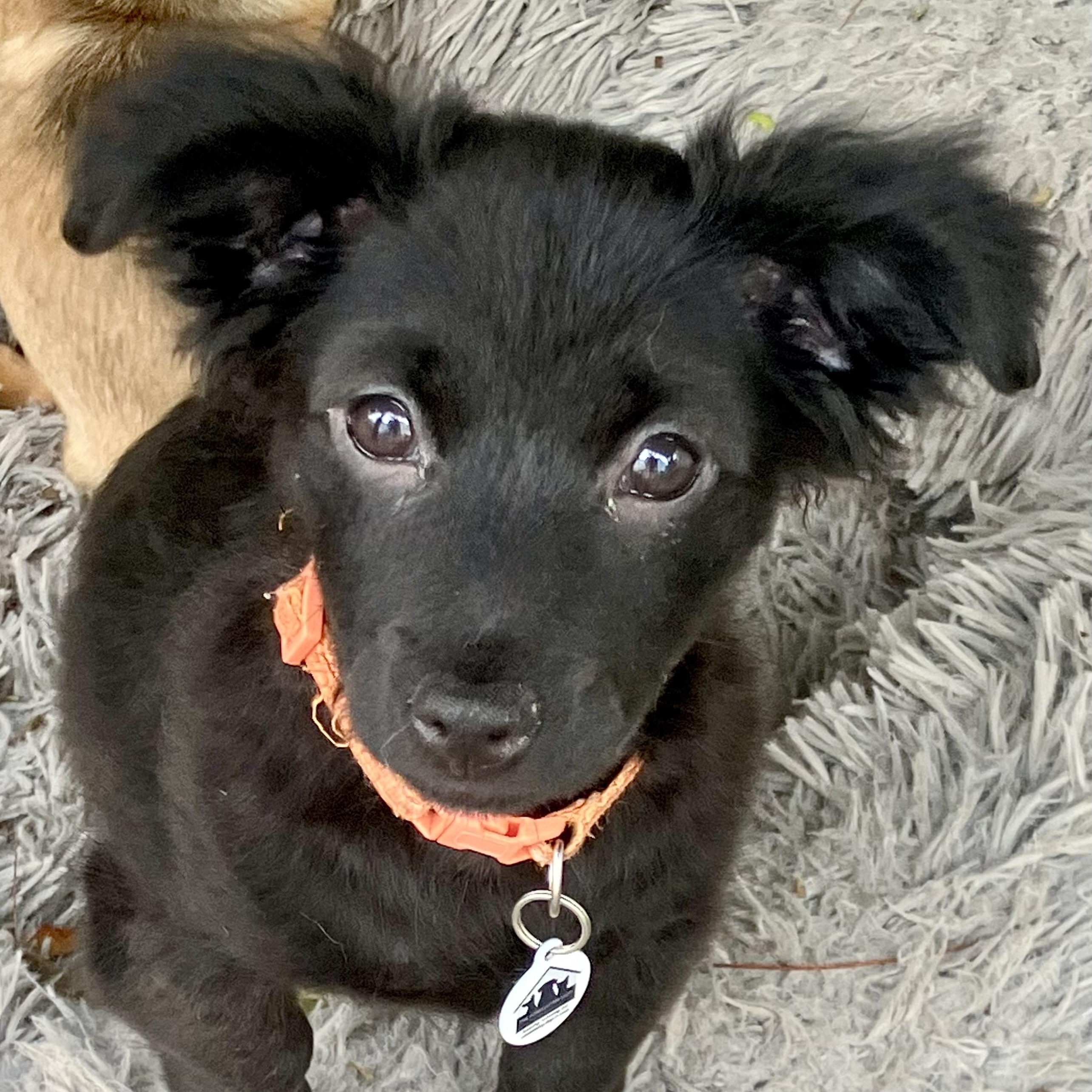 Enlarge Jasper, a ADOPTABLE mixed breed in Santa Monica, CA image 3/6