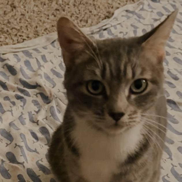 Peanut, Adoptable, Adult Female Domestic Short Hair.