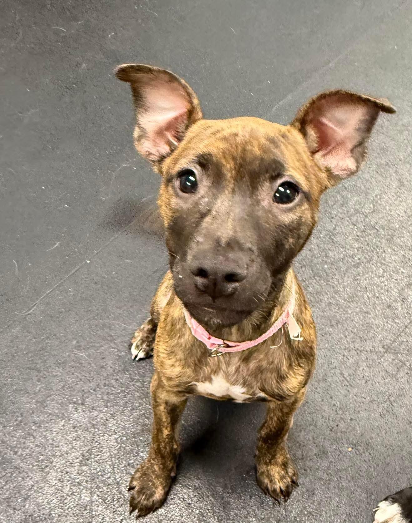Dory, ADOPTABLE, Puppy Female Mixed Breed & Pit Bull Terrier.