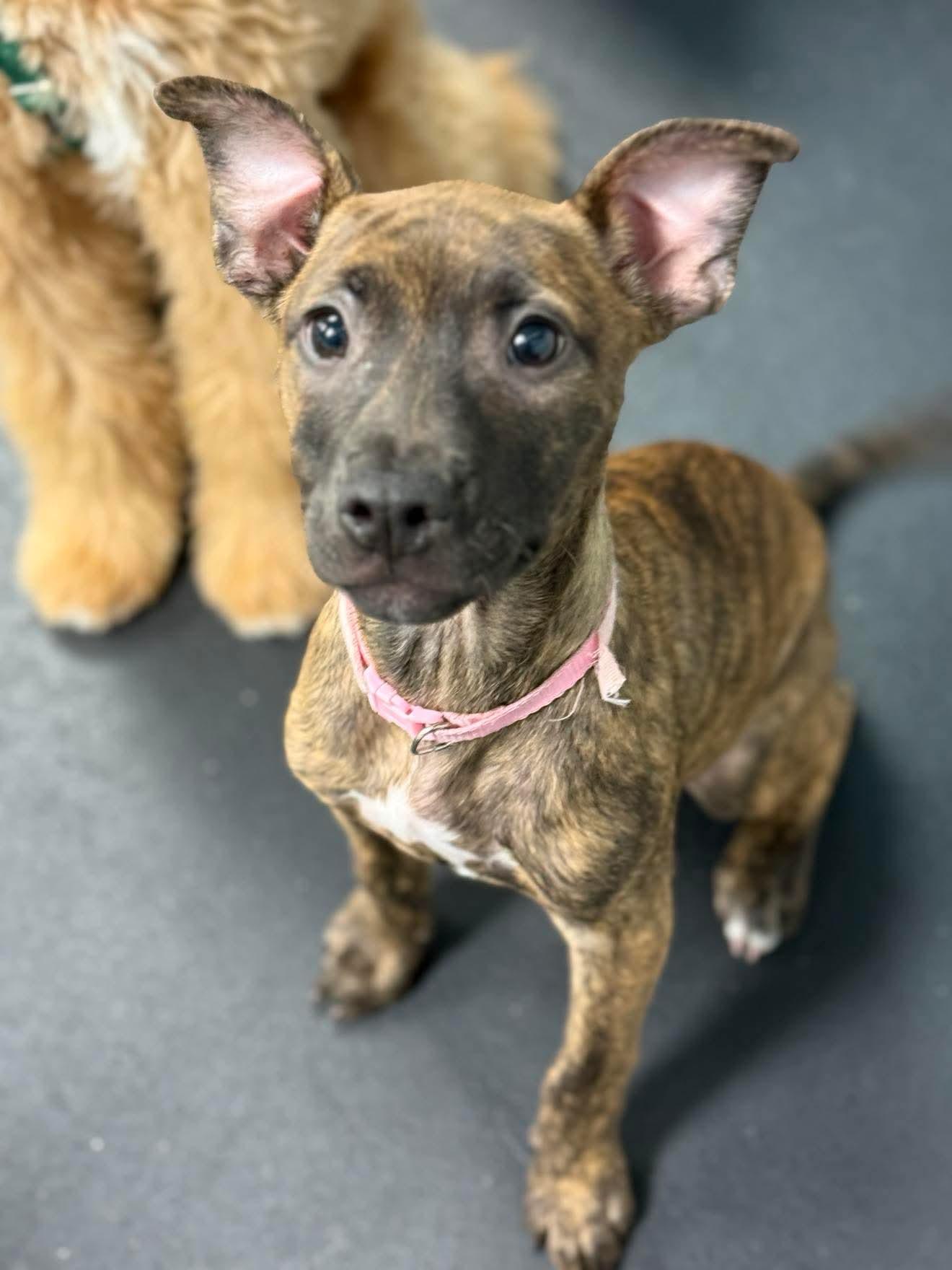 Enlarge Dory, a ADOPTABLE mixed breed in Oceanport, NJ image 2/2