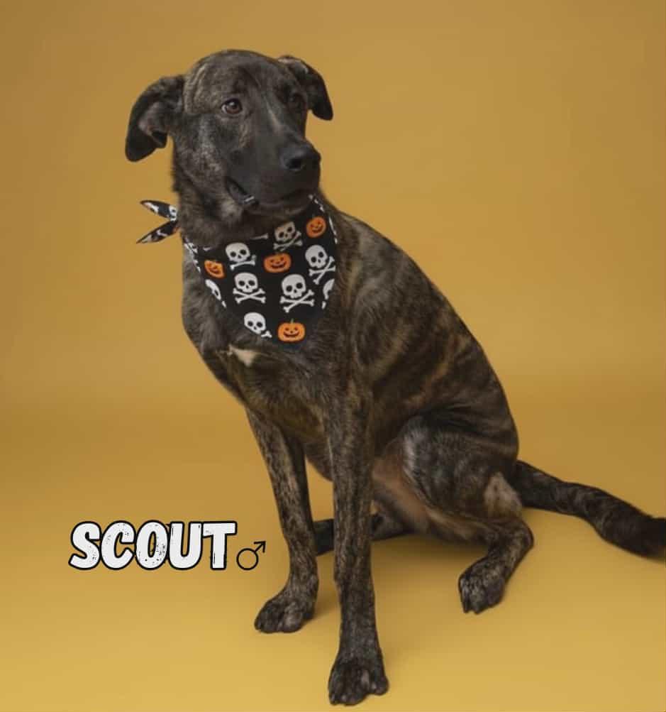 Scout, Adopted, Young Male Hound.