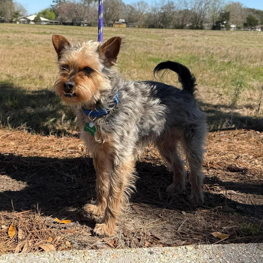 Lucky York (Benefactor Dog)