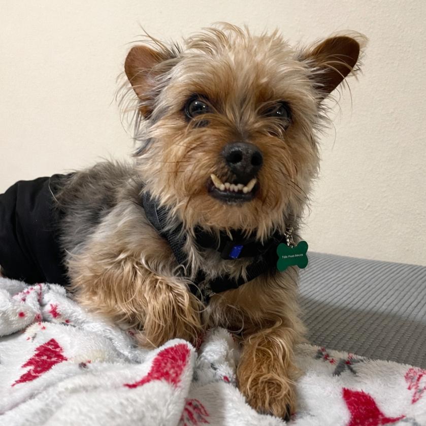 Lucky York (Benefactor Dog) — thumbnail 2