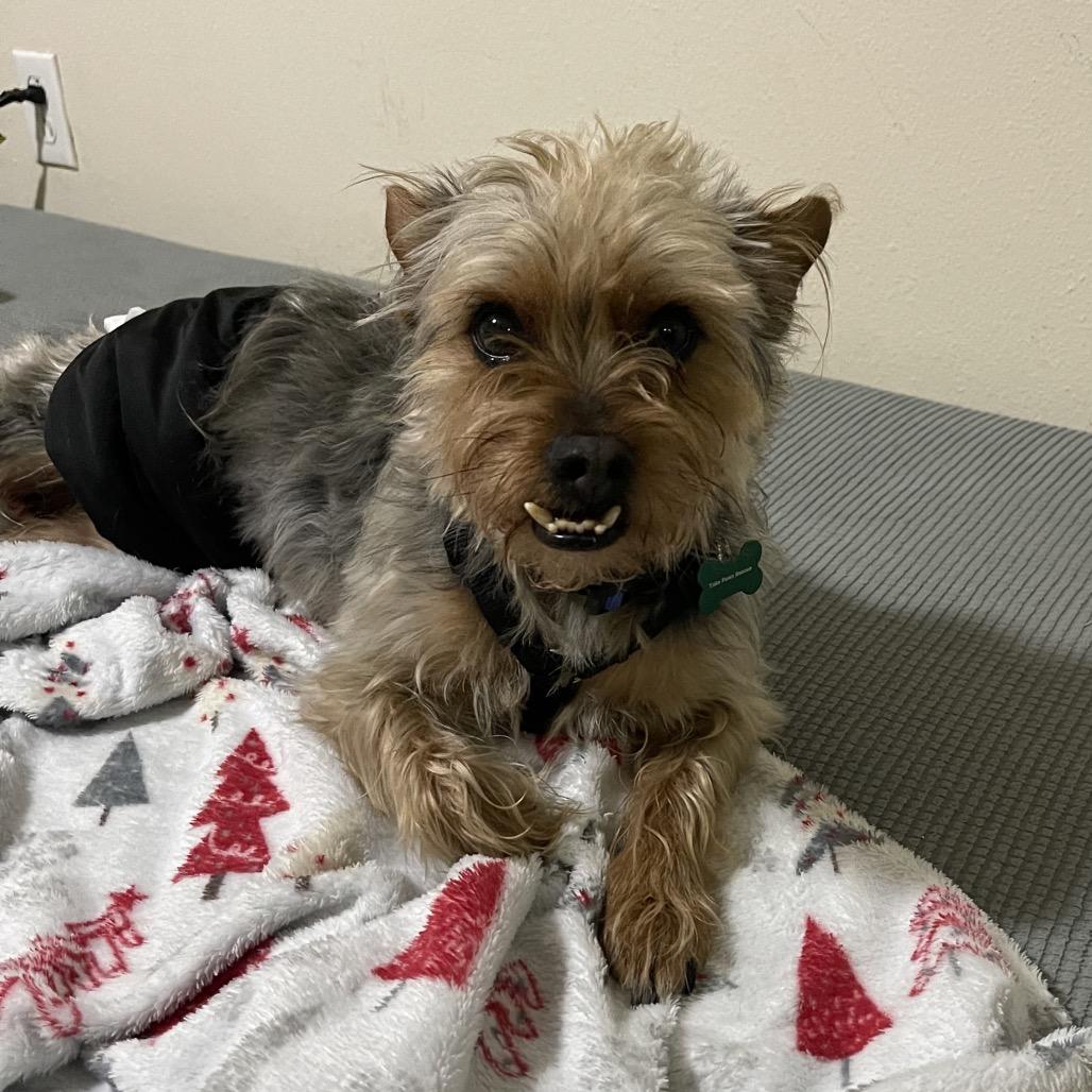 Lucky York (Benefactor Dog) — thumbnail 3