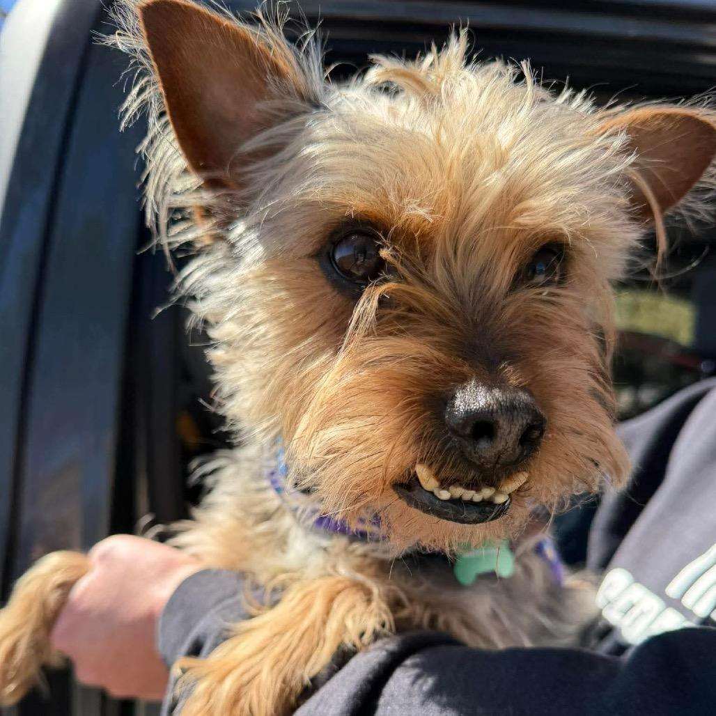 Lucky York (Benefactor Dog) — thumbnail 4