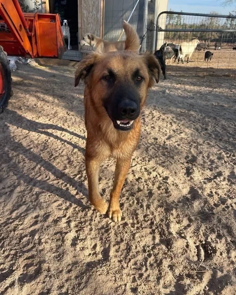 Enlarge Little Bear, a Adoptable mixed breed in Marianna, FL image 1/6
