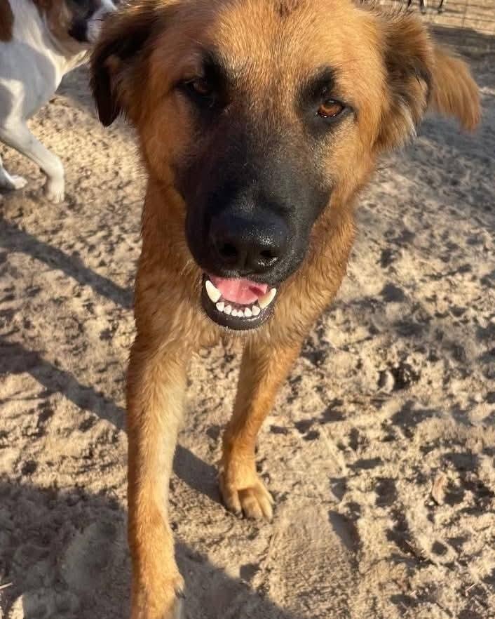 Little Bear, a Adoptable mixed breed in Marianna, FL image 2/3