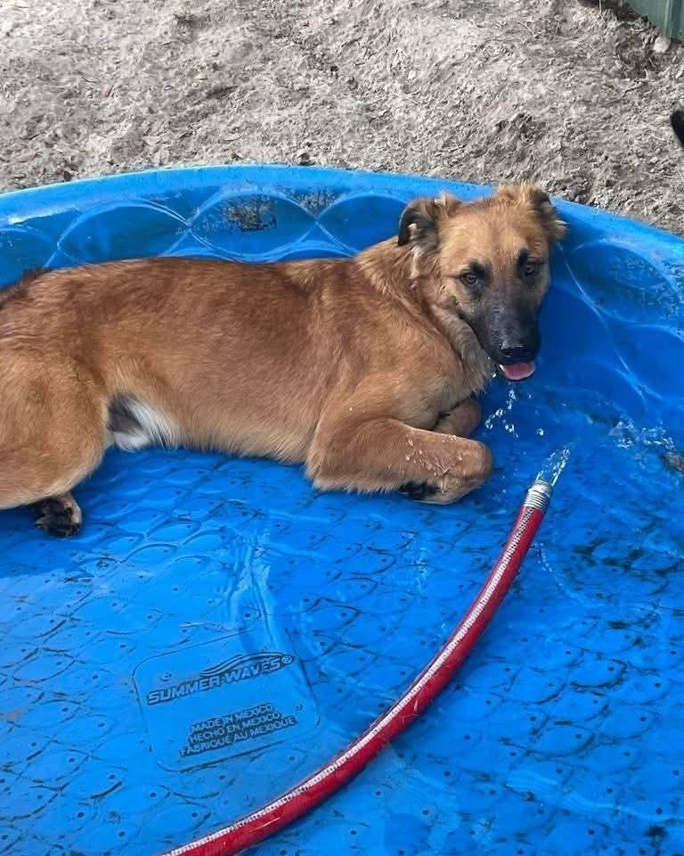 Little Bear, a Adoptable mixed breed in Marianna, FL image 3/3