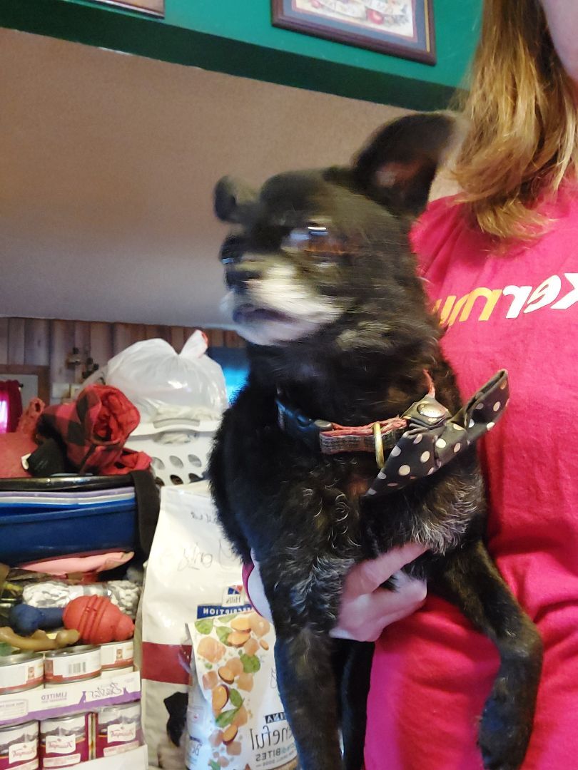 TROY, an adoptable Chihuahua, Pug in Broadalbin, NY, 12025 | Photo Image 5