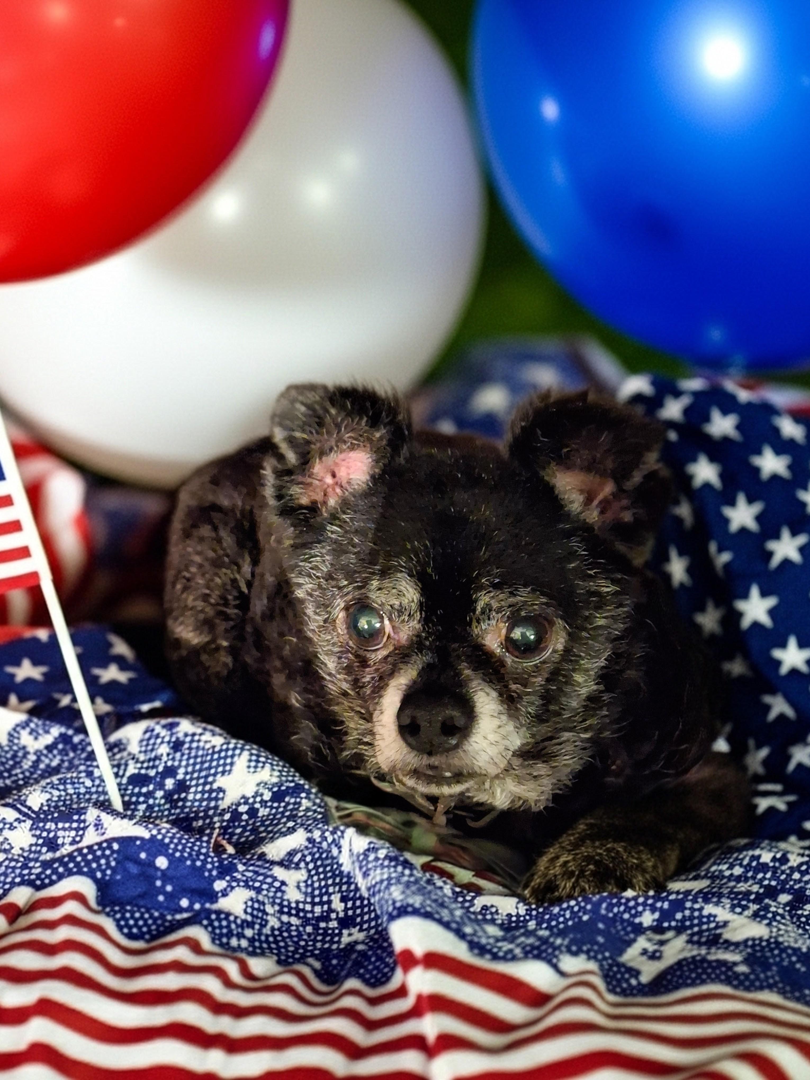TROY, a Adoptable mixed breed in Broadalbin, NY image 1/6