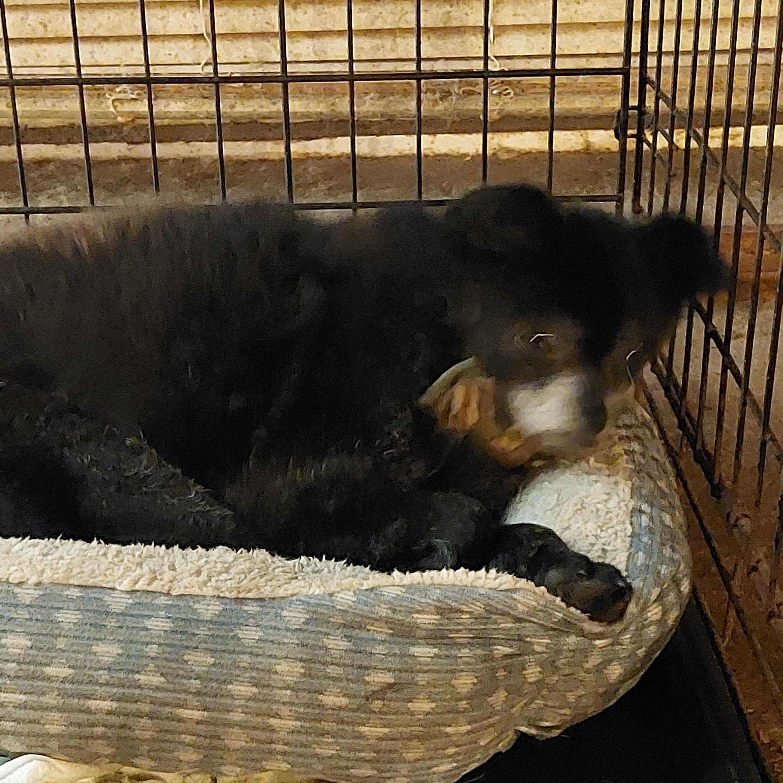 TROY, a Adoptable mixed breed image 4/6