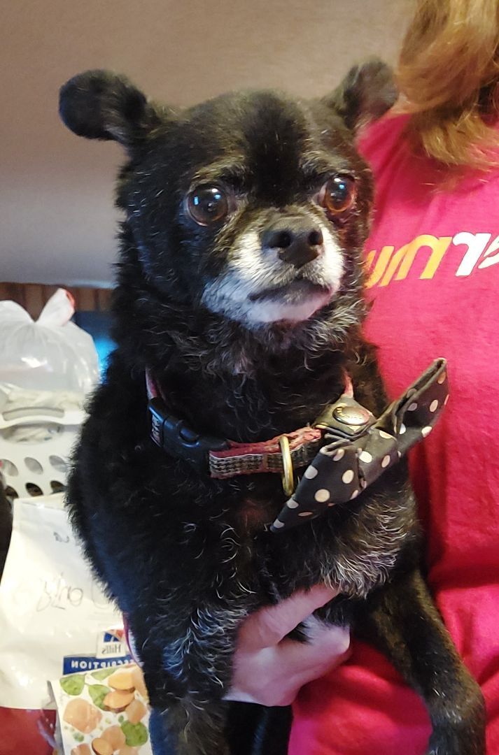 TROY, an adoptable Chihuahua, Pug in Broadalbin, NY, 12025 | Photo Image 3