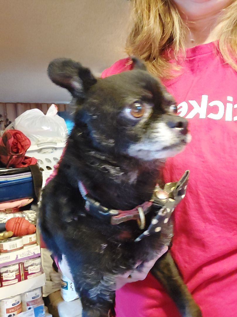TROY, an adoptable Chihuahua, Pug in Broadalbin, NY, 12025 | Photo Image 6