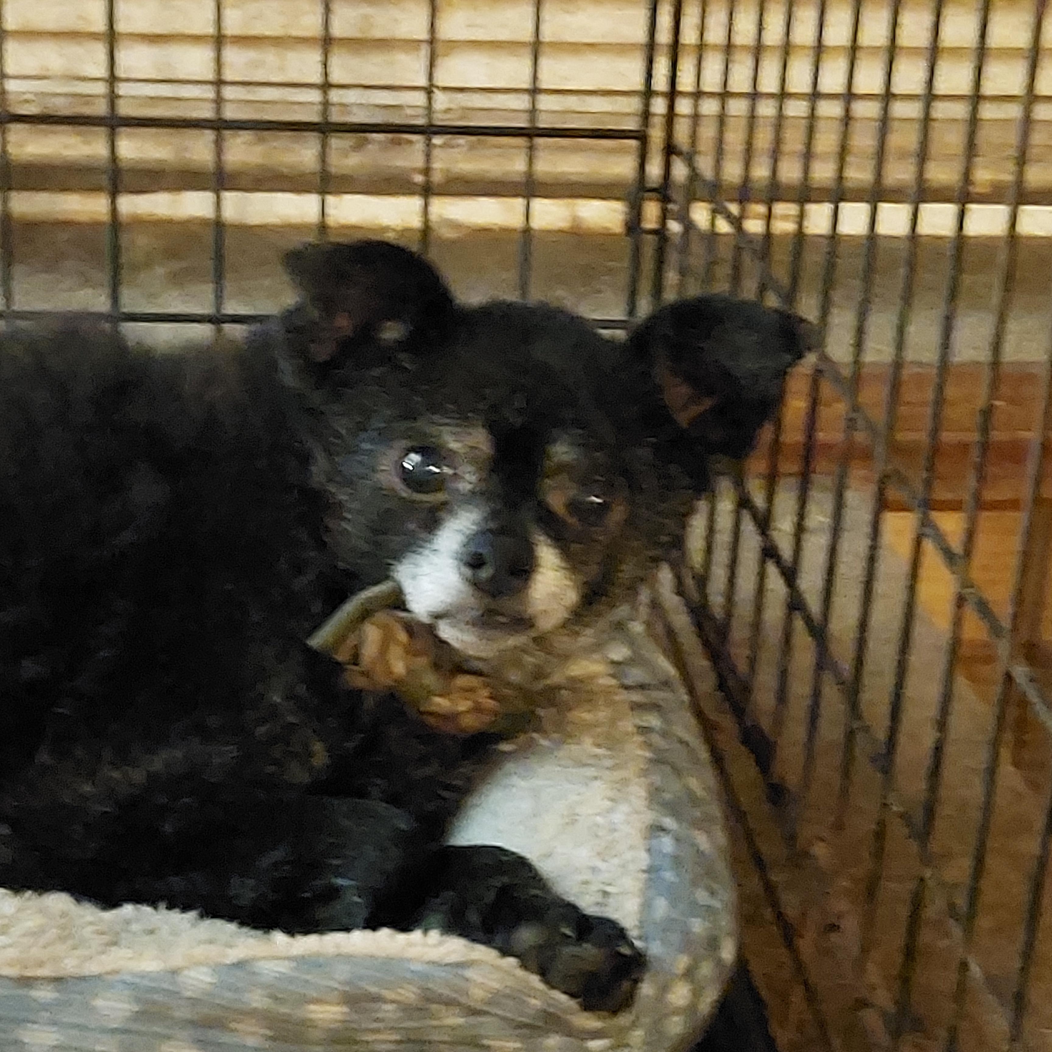 TROY, a Adoptable mixed breed image 2/6