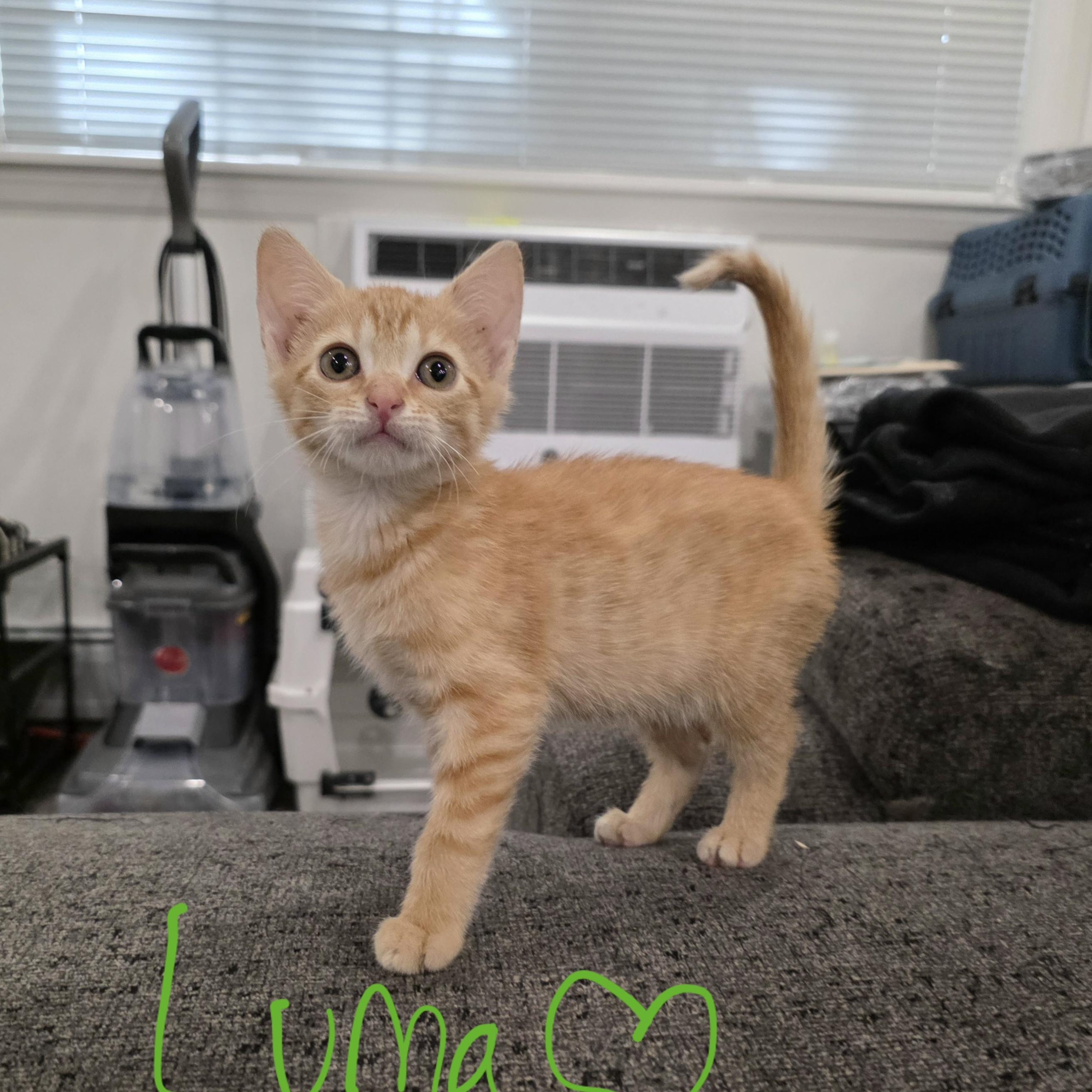 Luma, Adoptable, Kitten Female Domestic Short Hair.