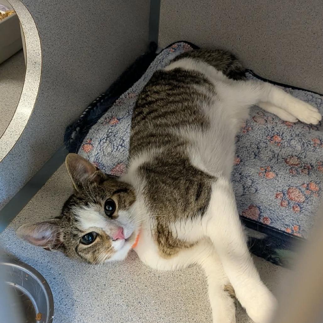 Thomas Jefferson, Adoptable, Kitten Male Domestic Short Hair.