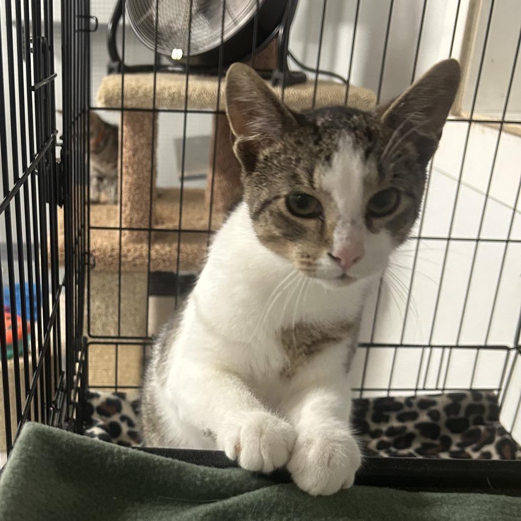 Enlarge Thomas Jefferson, a Adoptable Domestic Short Hair in Greenville, PA image 2/2