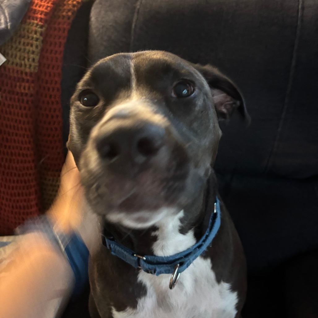 Elmo — thumbnail 2