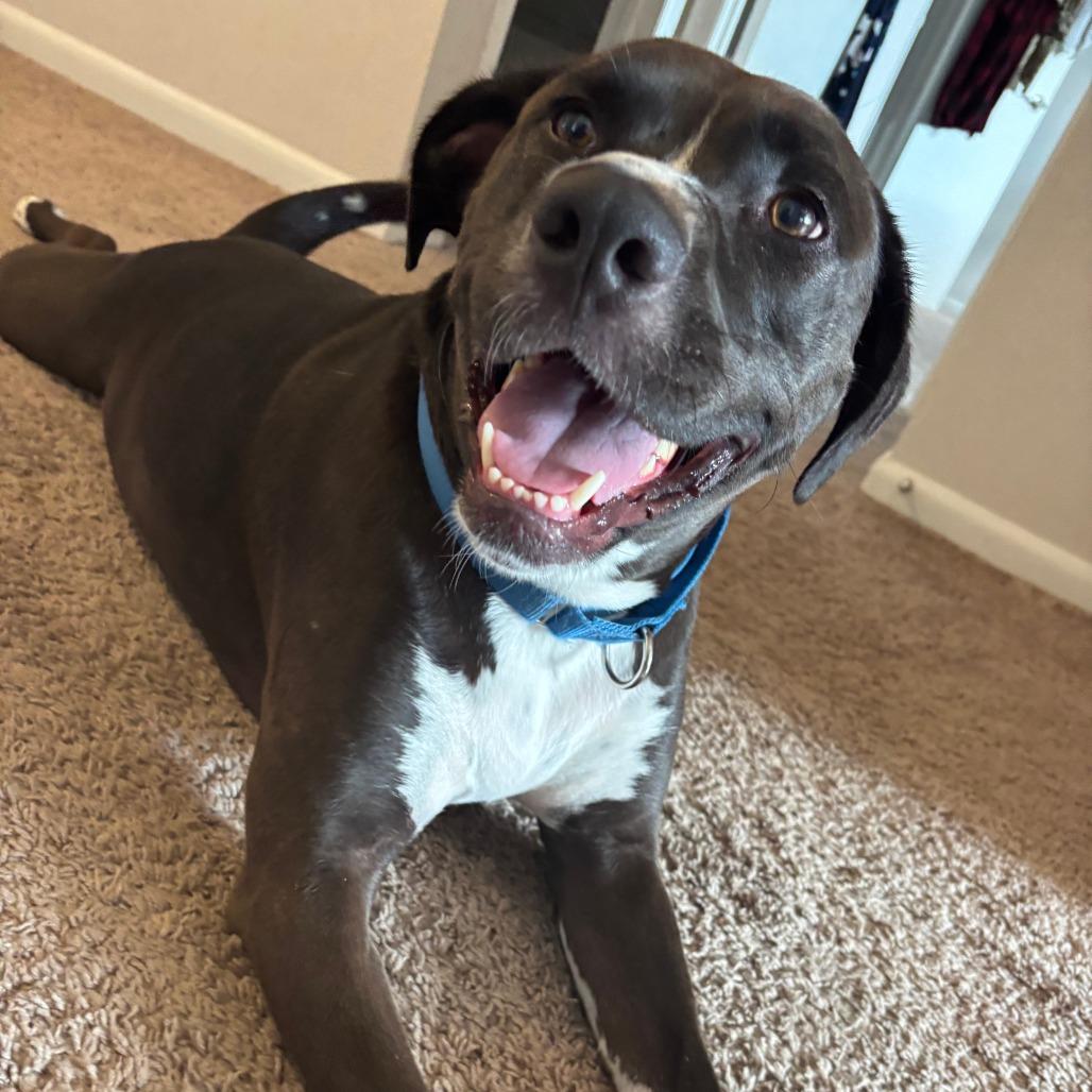 Elmo — thumbnail 3