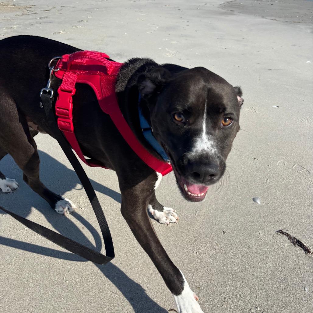 Elmo — thumbnail 4