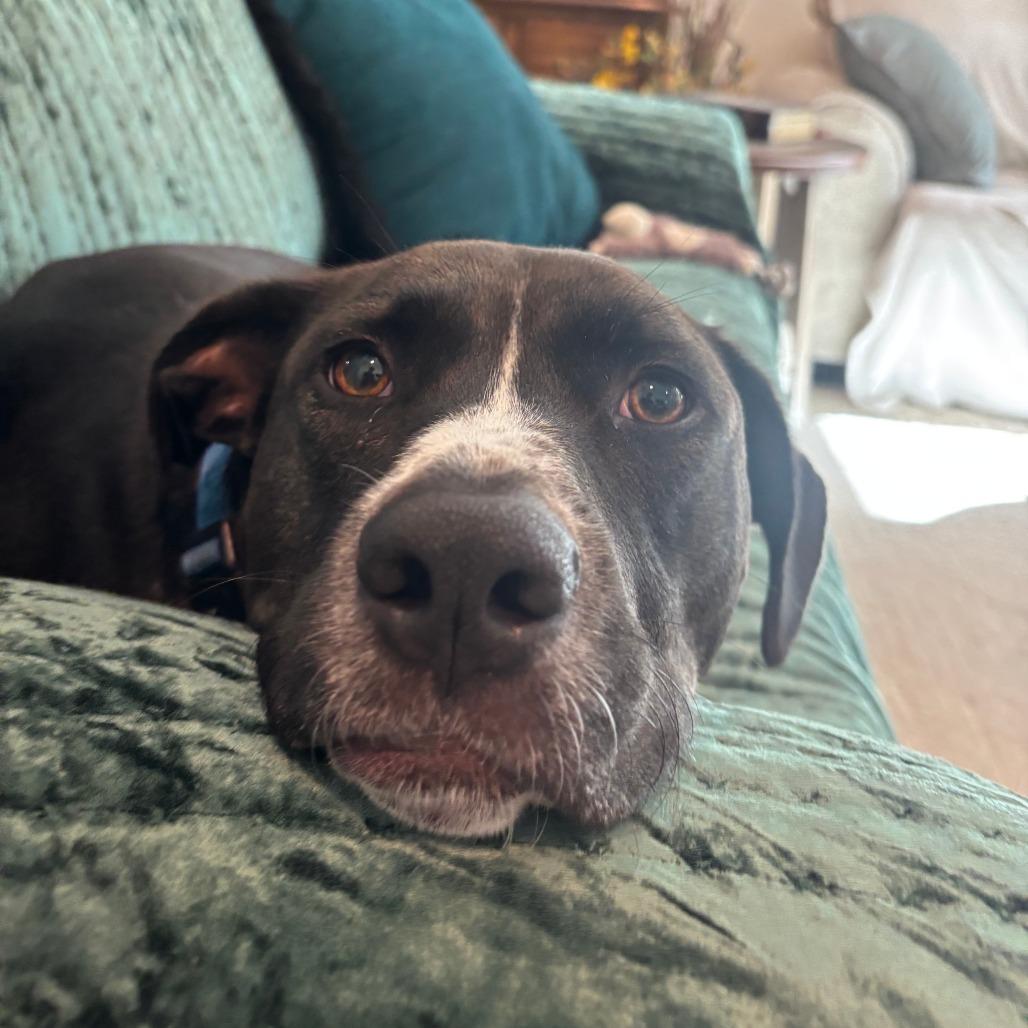 Elmo — thumbnail 5