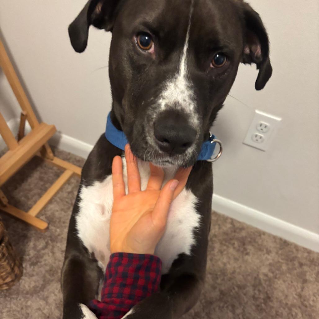 Elmo — thumbnail 6