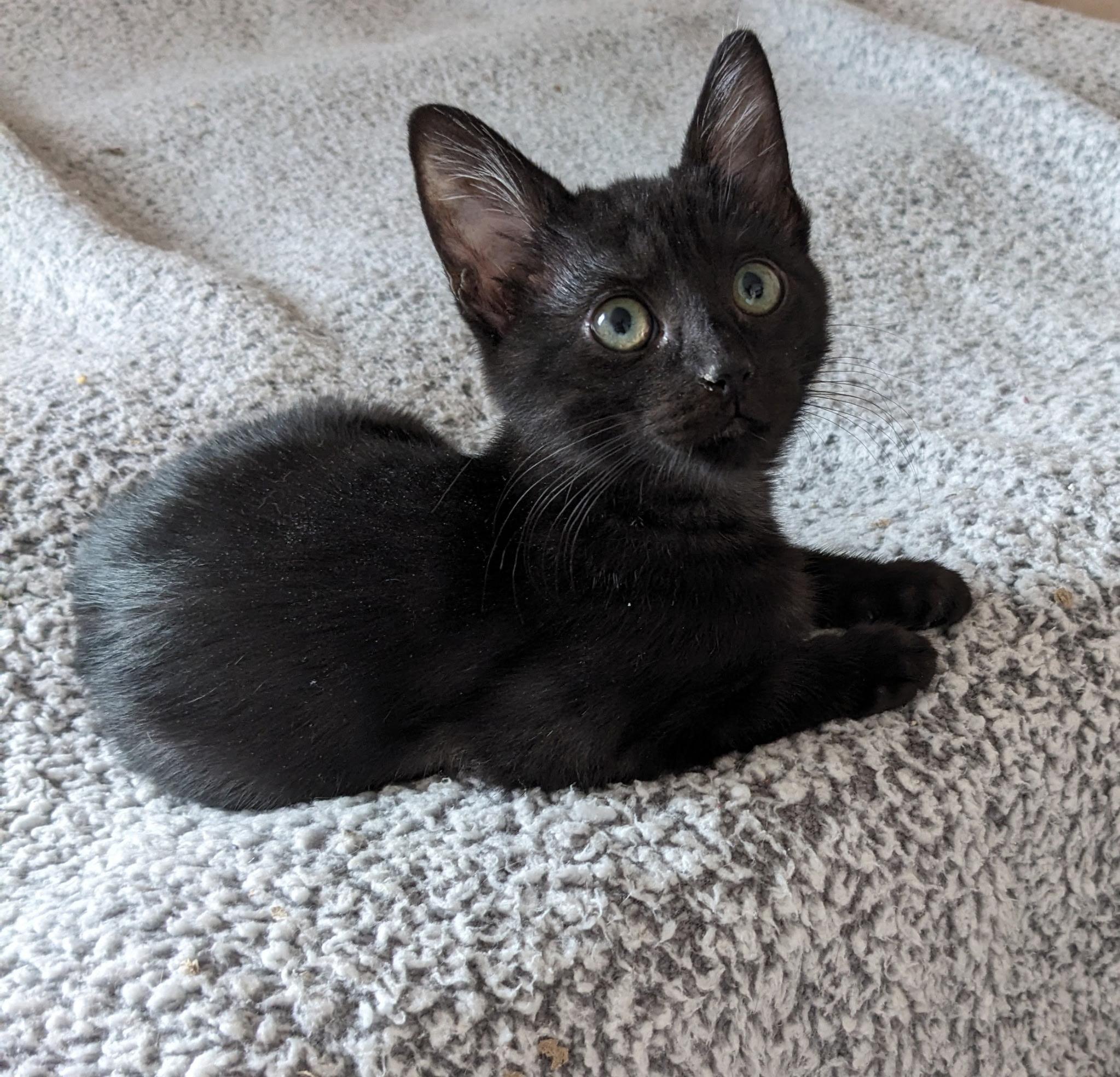 Enlarge Ravensong, a ADOPTABLE American Shorthair in Austin, TX image 4/6