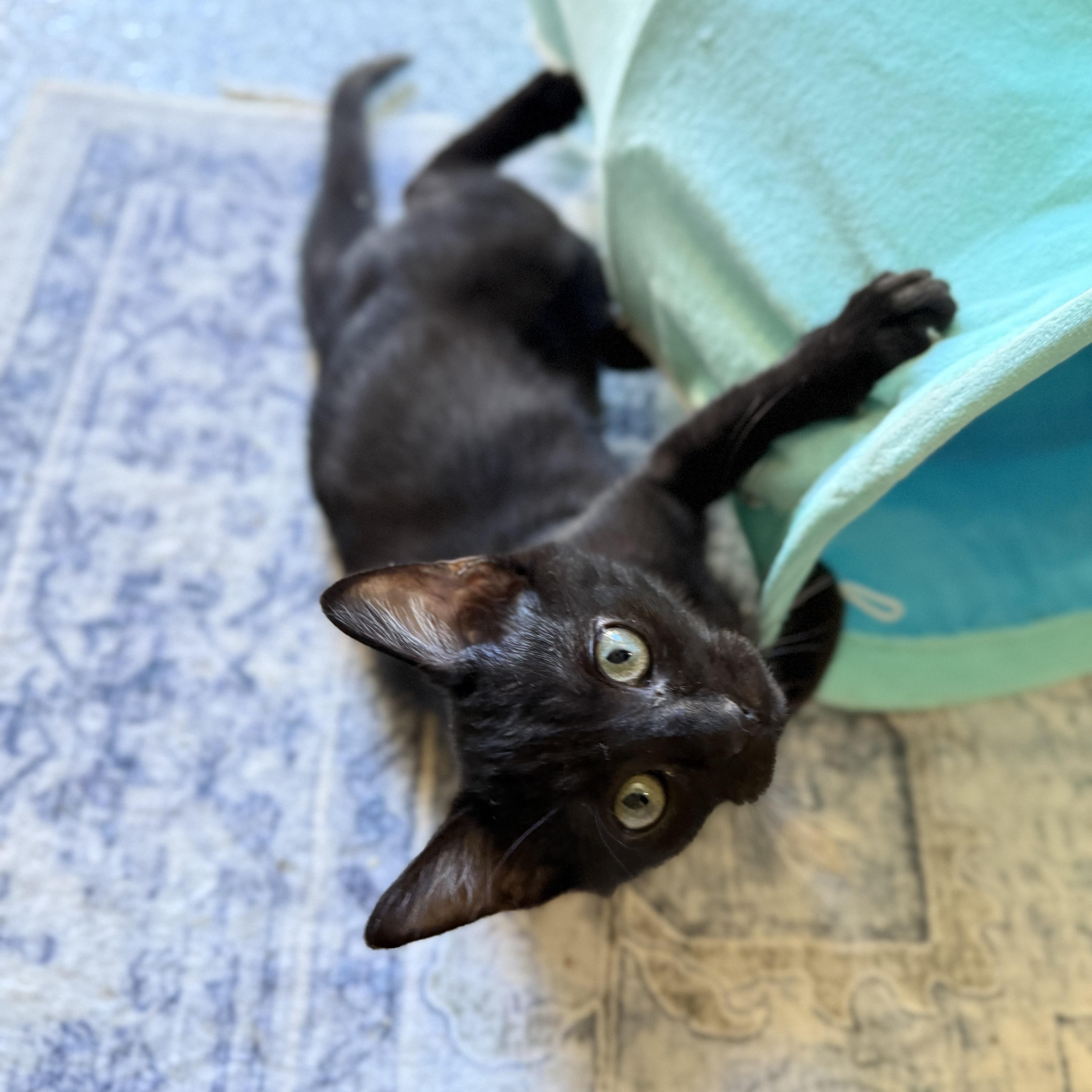 Ravensong, ADOPTABLE, Kitten Female American Shorthair.
