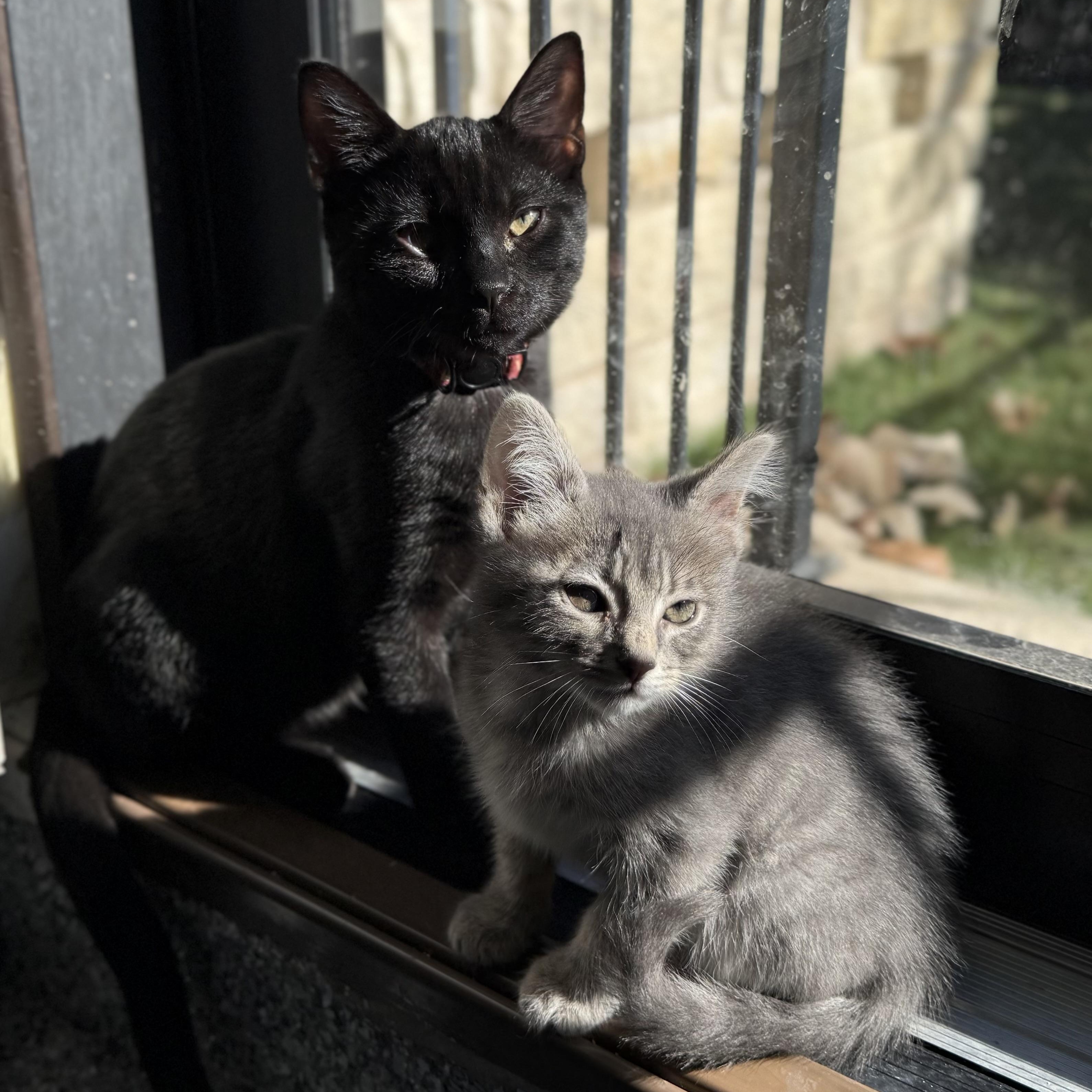 Enlarge Ravensong, a ADOPTABLE American Shorthair in Austin, TX image 2/6