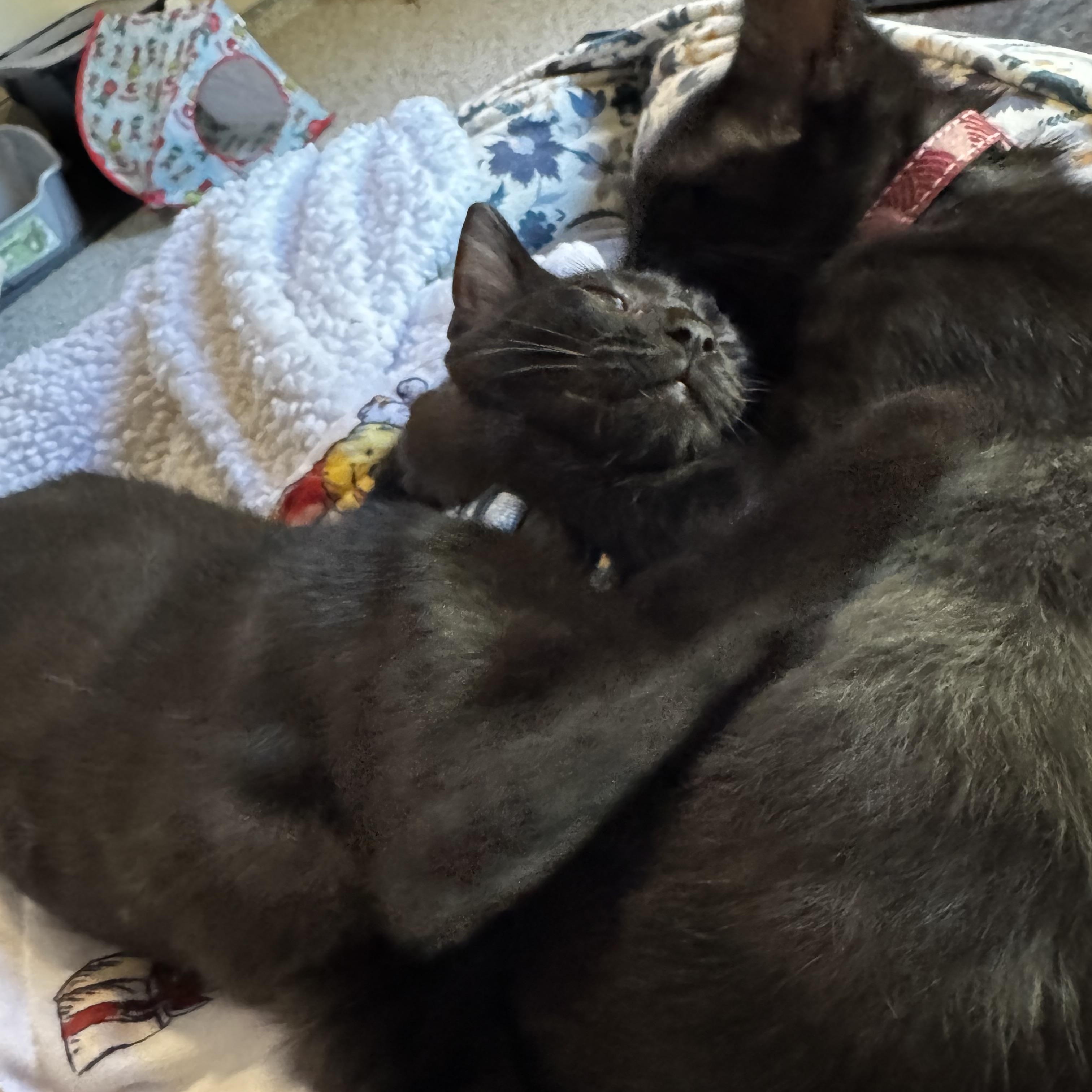 Enlarge Ravensong, a ADOPTABLE American Shorthair in Austin, TX image 5/6