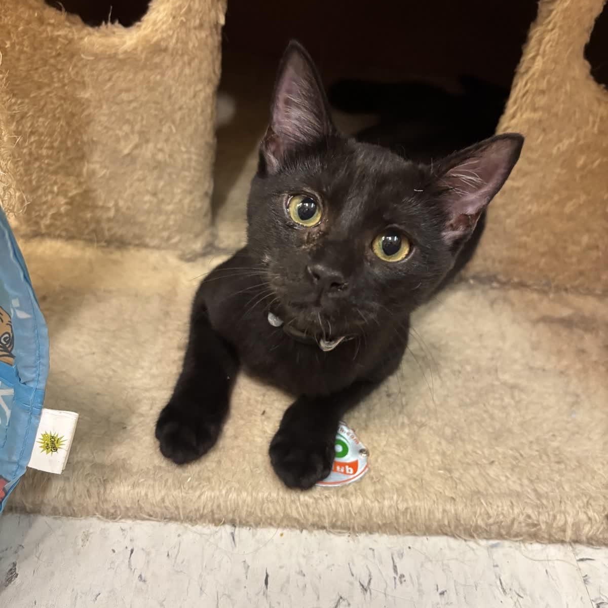 Enlarge Ravensong, a ADOPTABLE American Shorthair in Austin, TX image 6/6