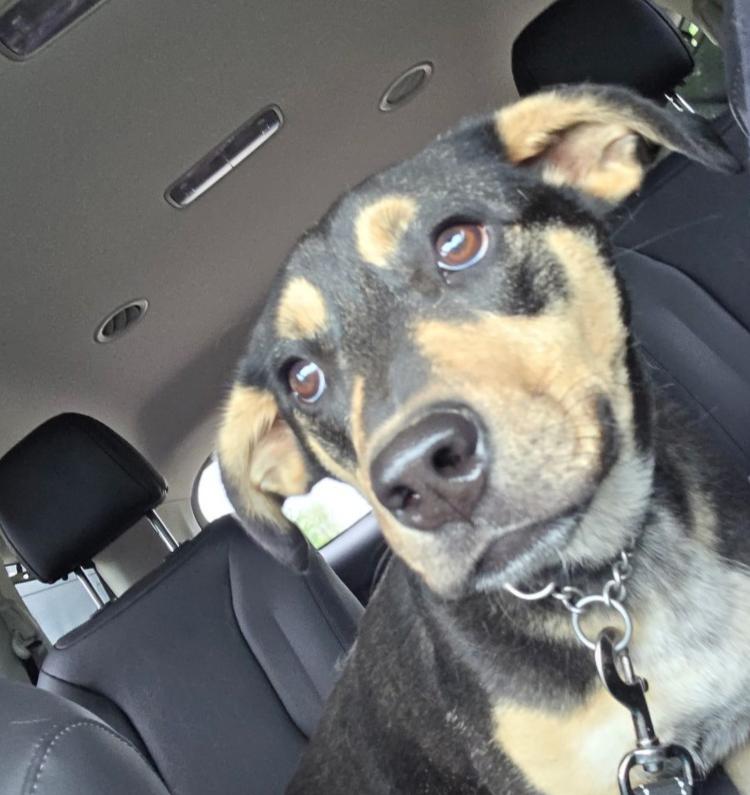 Enlarge Little Mack , an adopted mixed breed in Jasonville, IN image 1/1