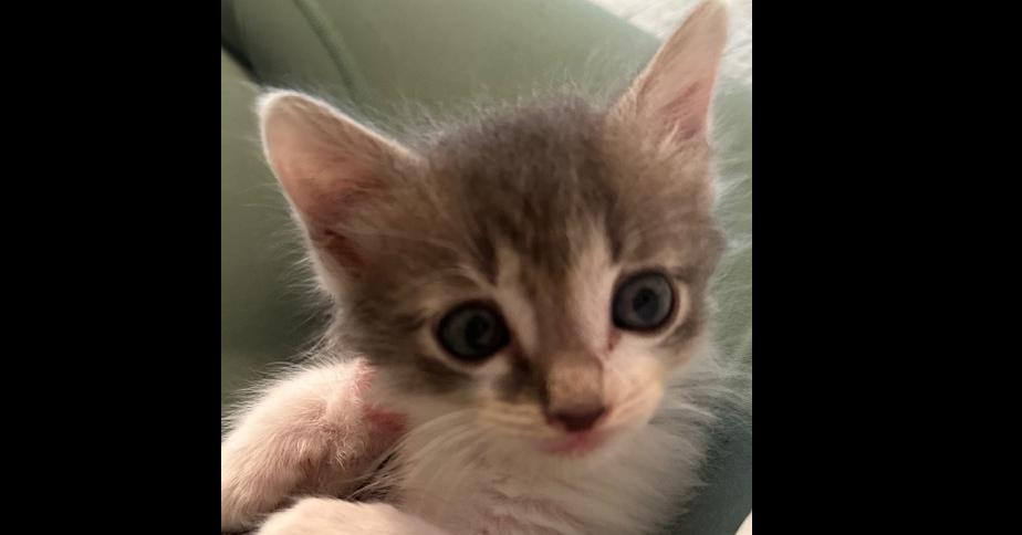 Cargo, Adoptable, Kitten Male Domestic Short Hair.